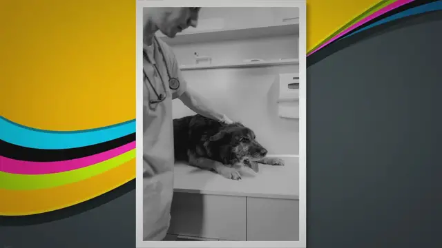 'Video thumbnail for Common Causes of Swollen Ear Flap in Dogs'