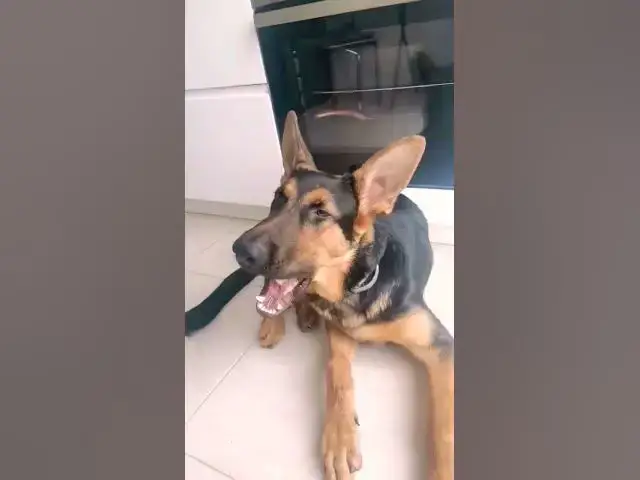 'Video thumbnail for #dog#puppy #germanshepherd #baloocreate#power  #woof#love#4u   #happydog #happy#fyp #ciobanescgerman'