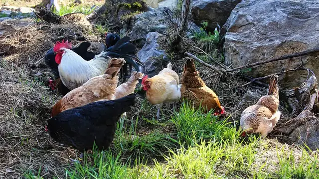'Video thumbnail for How Long Do Chickens Live?'