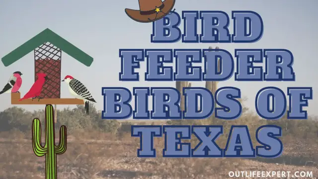 'Video thumbnail for Backyard birds in Texas'