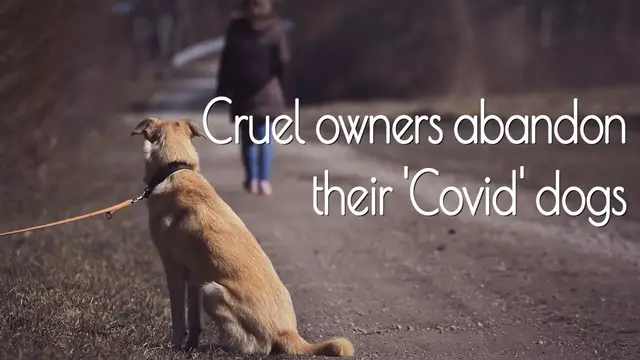 'Video thumbnail for Cruel owners pretend dogs they bought during lockdown are strays to get rid of them'
