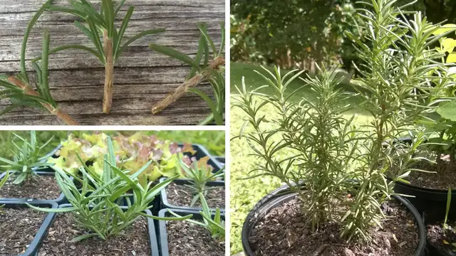 'Video thumbnail for How To Grow Rosemary From Cuttings (Simplified)'