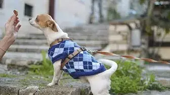 'Video thumbnail for Hip and Joint Vitamins for Small Dogs'