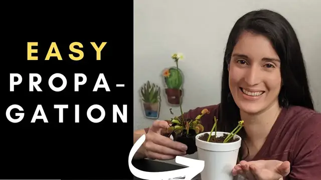'Video thumbnail for Step-by-Step Guide to Venus Flytrap Flower Stalk Propagation 馃尡 (under 7 minutes!)'