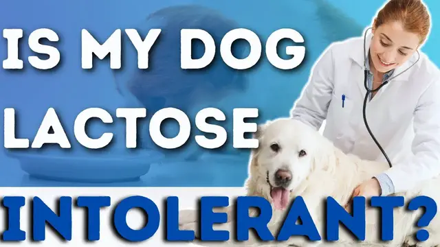 'Video thumbnail for Can My Dog Be Lactose Intolerant? Expert Advice!'