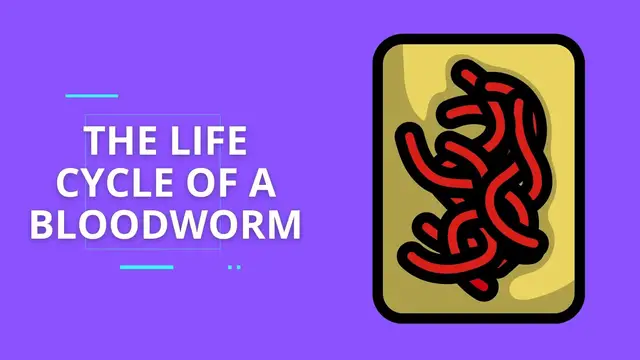 'Video thumbnail for The life cycle of a bloodworm'