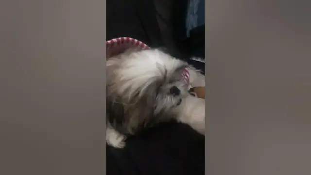 'Video thumbnail for My Shih Tzu puppy found a New Friend ?????'