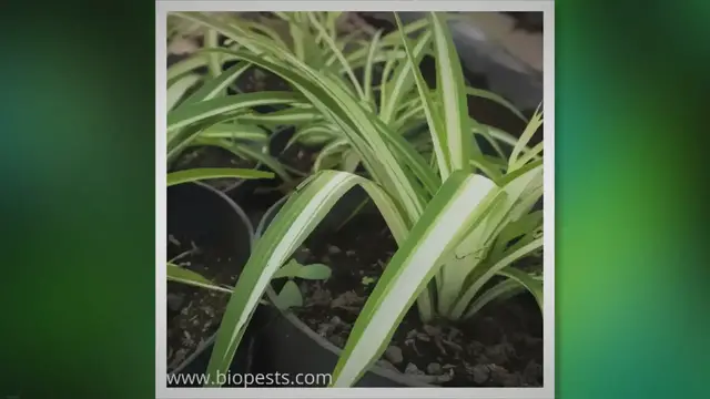 'Video thumbnail for How To Make A Spider Plant Bushy In 9 Steps'