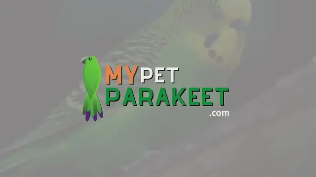 'Video thumbnail for Do Parakeets Have Ears? Interesting Facts About A Parakeets Hearing'