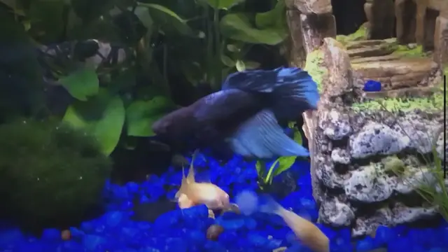'Video thumbnail for Why Amano Shrimp and Betta Fish Make a Great Team'