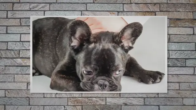 'Video thumbnail for IVDD In French Bulldogs'