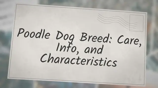 'Video thumbnail for Smart Poodle Dog Breed: Care, Info, and Characteristics'