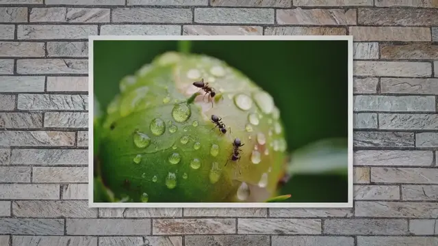 'Video thumbnail for Why Are Ants Attracted to Dog Urine?'