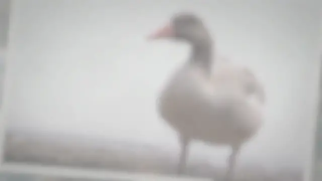 'Video thumbnail for How do you hunt geese with a bow?'