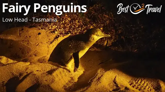 'Video thumbnail for Low Head - Fairy Penguins in Tasmania - Australia'