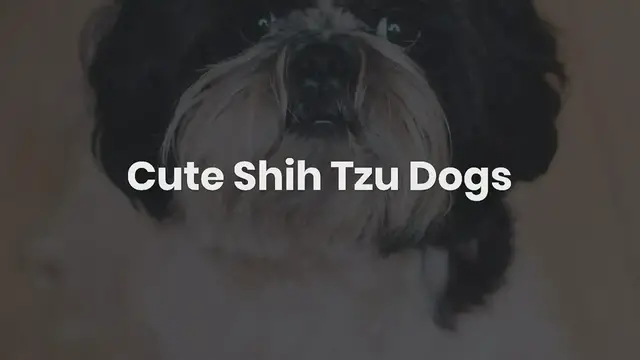 'Video thumbnail for Cute Shih Tzu Dogs'