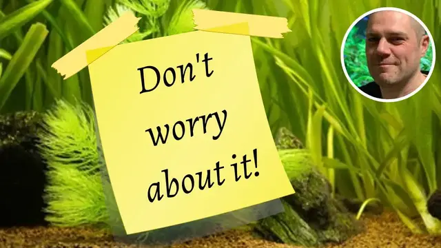 'Video thumbnail for Why You Shouldn't Worry About Algae - ALGAE IS NOT AS BIG OF A PROBLEM AS PEOPLE THINK!'