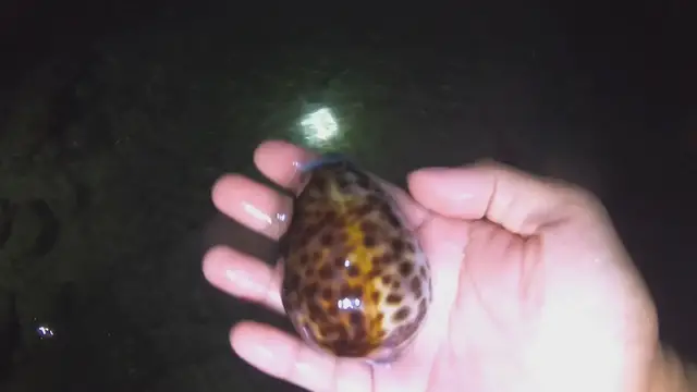 'Video thumbnail for Beautiful Sea Shell'