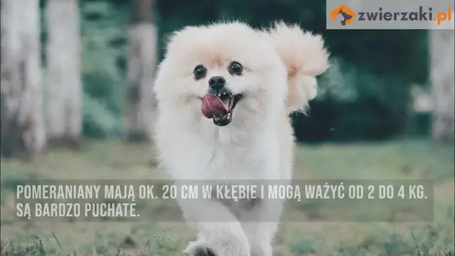 'Video thumbnail for Szpic miniaturowy – opis rasy zwanej pomeranianem'