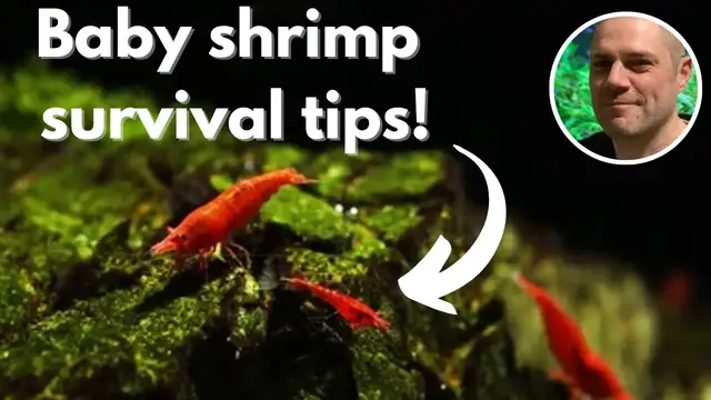 'Video thumbnail for Why are my baby shrimp dying? - HELP MORE OF YOUR BABY SHRIMP SURVIVE WITH THESE 4 TIPS & TRICKS'