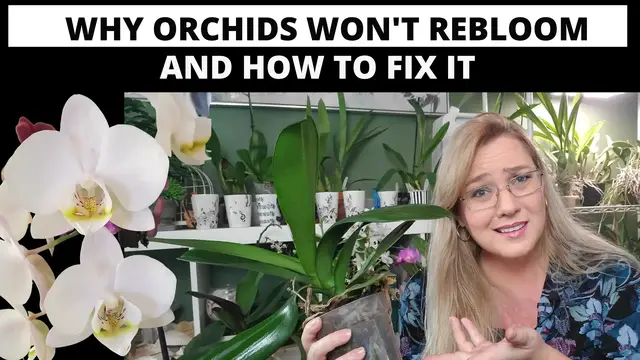 'Video thumbnail for Why Doesn't my Phal Bloom?'