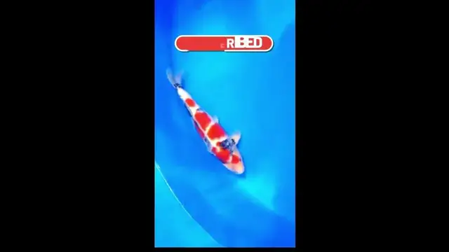'Video thumbnail for Nobody Knows This Rare Koi Fish Variety 😕'