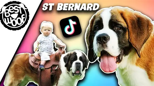 'Video thumbnail for Best St. Bernard TikTok Video Compilation | Gentle Giants in Action'