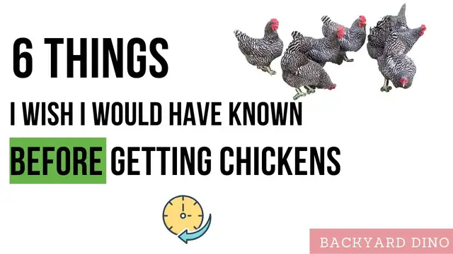 'Video thumbnail for ABSOLUTE BEGINNER'S Guide to Chickens - 6 Things To Know Before Getting Chickens'