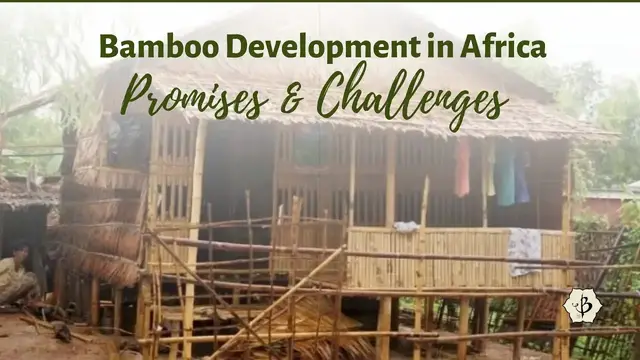 'Video thumbnail for Bamboo challenges in Africa'