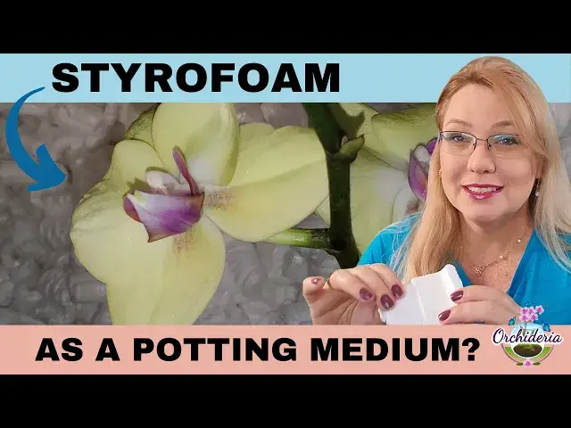 'Video thumbnail for Styrofoam Peanuts: What Not to Do When Using Styrofoam as an Orchid  Potting Medium'