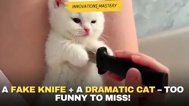 'Video thumbnail for A Fake Knife + A Dramatic Cat  – Too Funny to Miss!'