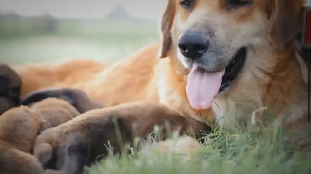 'Video thumbnail for When Can Puppies Regulate Their Body Temperature?'