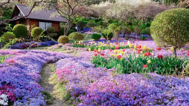 'Video thumbnail for Spring Flowers: Nature's Colorful Awakening'