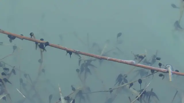 'Video thumbnail for Tadpoles: Nature's Mosquito Control'