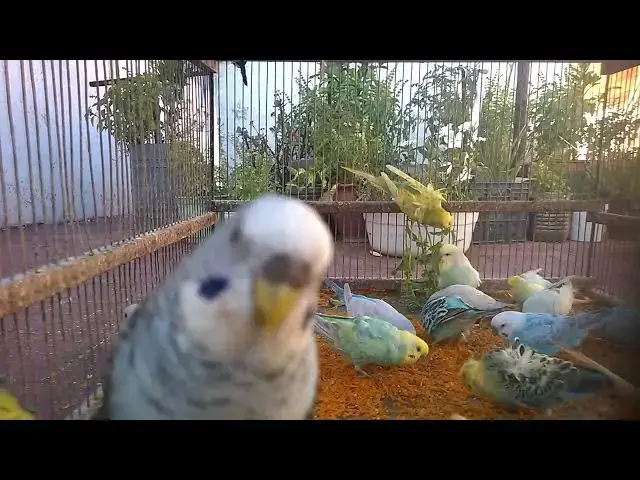 'Video thumbnail for 🚀 Viral Budgie Sounds Compilation 🔊  Most Popular Chirps in the World 🌍 #BudgieChirping'