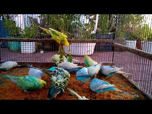 'Video thumbnail for 🚨 This Budgie’s Voice Is Unbelievable! 🔊  You Must Hear This! 😱 #ViralBird'