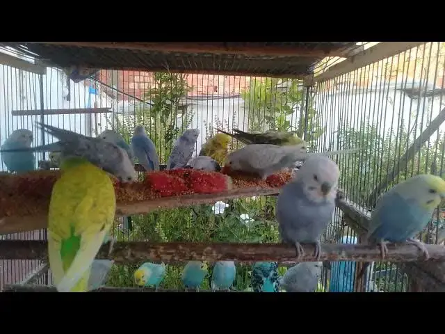 'Video thumbnail for The Funniest Budgie Love Song Ever 🎤😂  Cute Chirps & Feather Fluff'