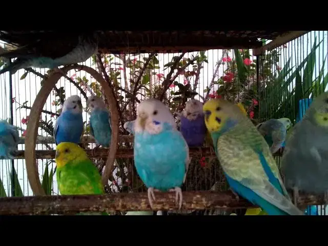 'Video thumbnail for セキセイインコ同士のおしゃべり🗣️ 仲良しトークが微笑ましい 💞🐥#鳥の会話 #仲良しセキセイインコ #癒しの音'