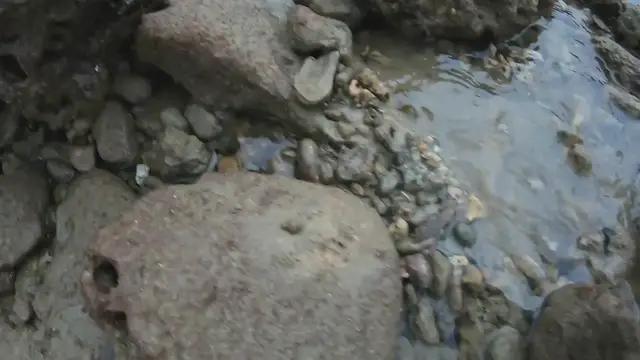 'Video thumbnail for I Tried To Catch an Octopus and this Happened'