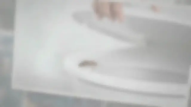 'Video thumbnail for What Does Bee Poop Look Like?'