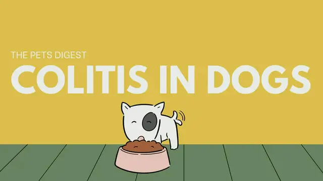 'Video thumbnail for Colitis in Dogs: What is colitis in dogs | How to treat colitis in dogs | How to diagnose colitis'