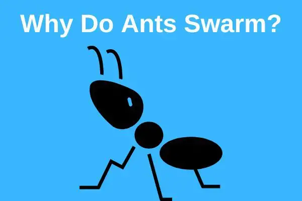 'Video thumbnail for 8 Reasons Why Ants Swarm on Sidewalks'