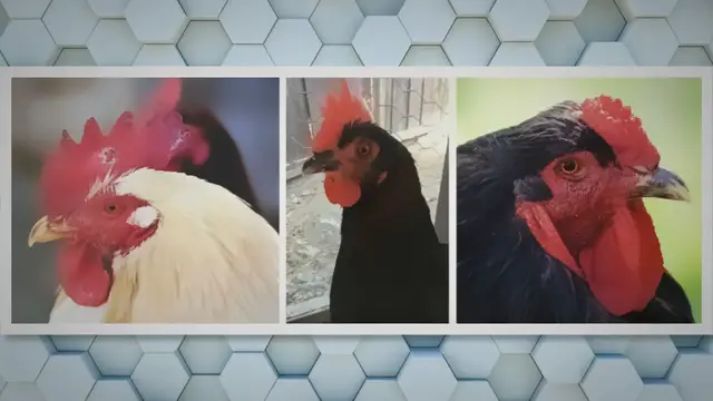 'Video thumbnail for 21 Important things Your Chickens Comb is Telling You'