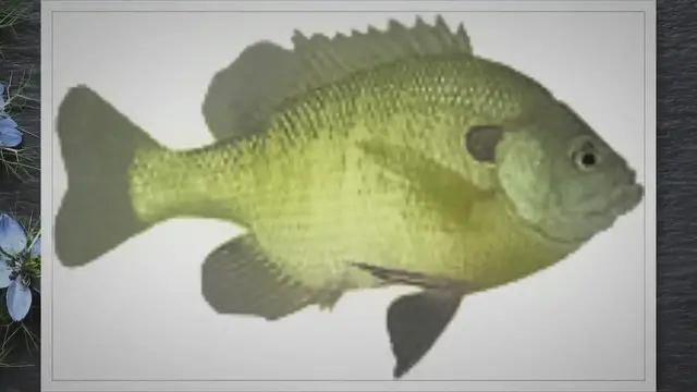'Video thumbnail for Fishing for Panfish'