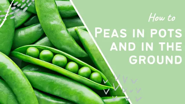 'Video thumbnail for Maximize Your Harvest: How to Grow Peas in Containers and in the Ground!'