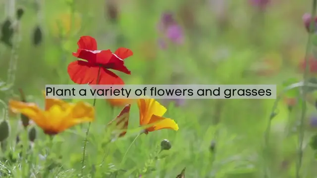'Video thumbnail for What plants do bees like?'
