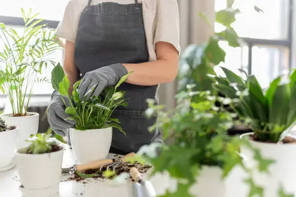'Video thumbnail for Indoor Gardening 101: How to Fertilize Your Indoor Vegetable Garden'
