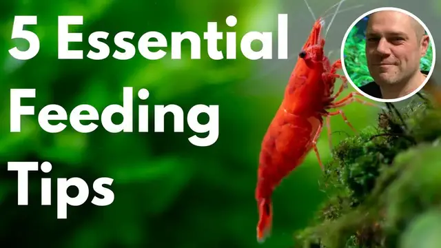 'Video thumbnail for 5 Essential Shrimp Feeding Tips'