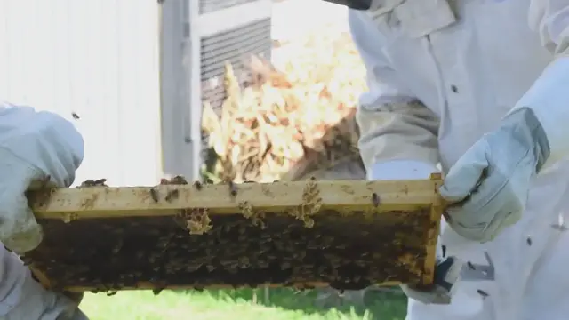 'Video thumbnail for How To Find A Queen Bee'