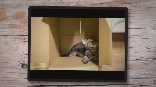 'Video thumbnail for When Do Newborn Kittens Open Their Eyes? All You Need To Know'